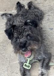 Lost Male Dog last seen West park, Hallandale, West Park, FL 33023