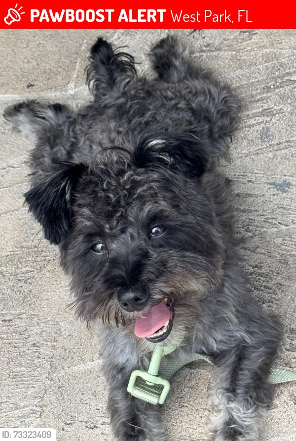 Lost Male Dog last seen West park, Hallandale, West Park, FL 33023