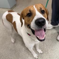 Shelter Stray Male Dog last seen , 8464 Beach Blvd, Jacksonville, FL 32216, USA