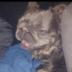 Shelter Stray Male Dog last seen , 2608 Center St, Tacoma, WA 98409, USA