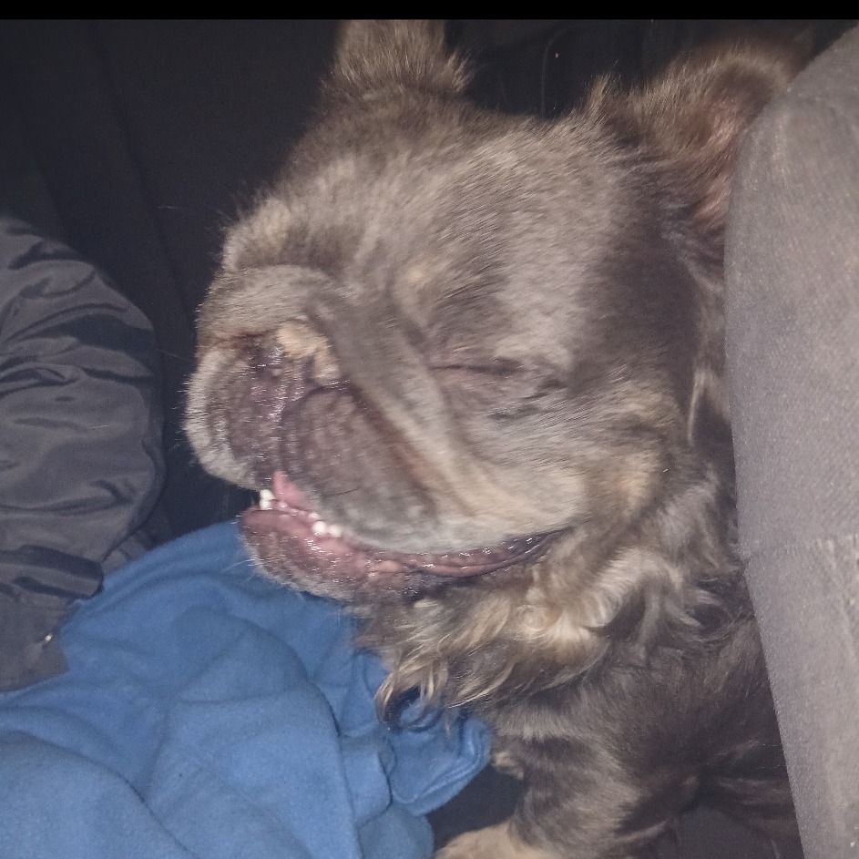 Shelter Stray Male Dog last seen , 2608 Center St, Tacoma, WA 98409, USA