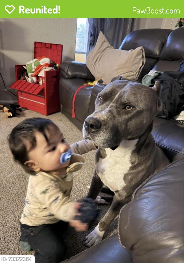 Reunited Male Dog last seen Meridian and brown, Mesa, AZ 85207