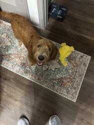 Found/Stray Male Dog last seen McDonald’s, Tomball, TX 77377