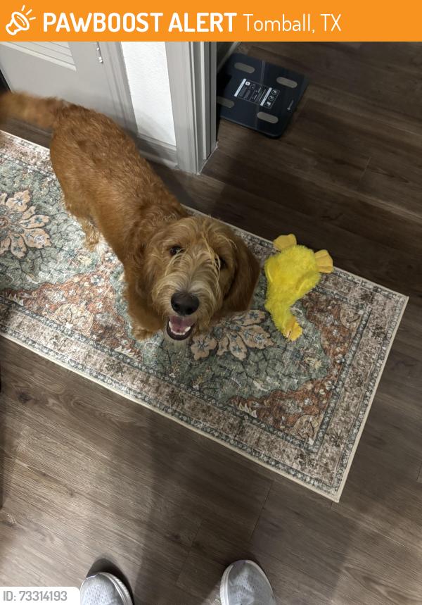 Found/Stray Male Dog last seen McDonald’s, Tomball, TX 77377