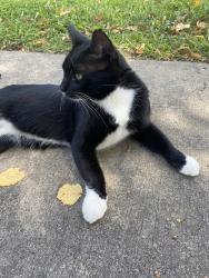 Found/Stray Male Cat last seen 59th street NW and Bendel Dr NW, Rochester, MN 55901