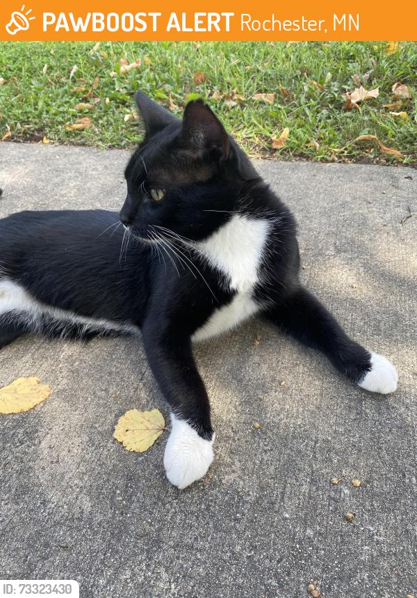 Found/Stray Male Cat last seen 59th street NW and Bendel Dr NW, Rochester, MN 55901