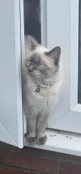 Lost Female Cat last seen Fairfield close, Greater London, England CR4 3RF