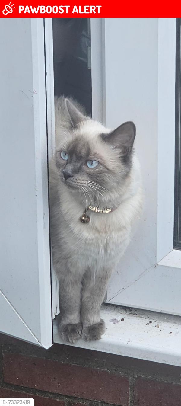 Lost Female Cat last seen Fairfield close, Greater London, England CR4 3RF