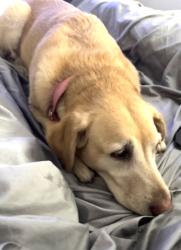 Reunited Female Dog last seen El Monte and Erbes road, Thousand Oaks, CA 91362