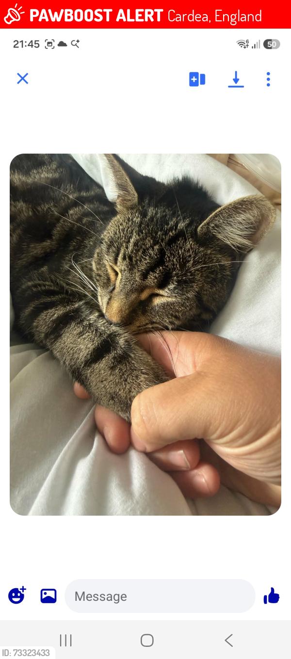 Lost Male Cat last seen Peterborough, Cardea, England 