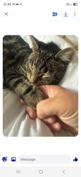Lost Male Cat last seen Peterborough, Cardea, England 