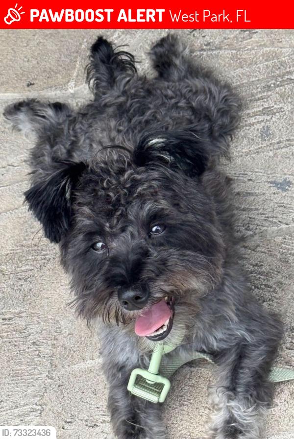Lost Male Dog last seen West park, Hallandale, West Park, FL 33023