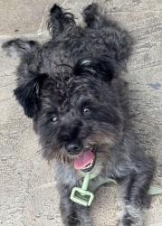 Lost Male Dog last seen West park, Hallandale, West Park, FL 33023