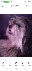 Lost Male Dog last seen N 17th w cumberland st, Philadelphia, PA 19132