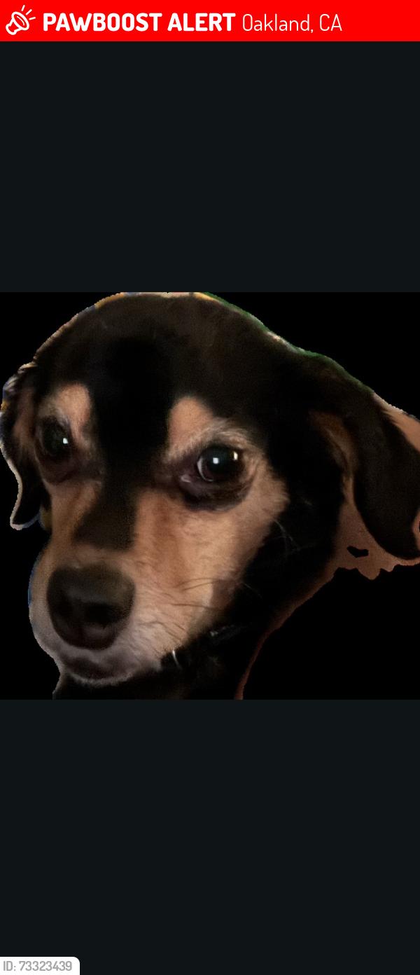 Lost Male Dog last seen Arrowhead, Oakland, CA 94611