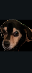 Lost Male Dog last seen Arrowhead, Oakland, CA 94611