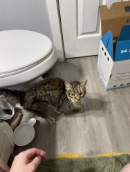 Reunited Female Cat last seen Casey’s on man street in lees summit, Greenwood, MO 64034