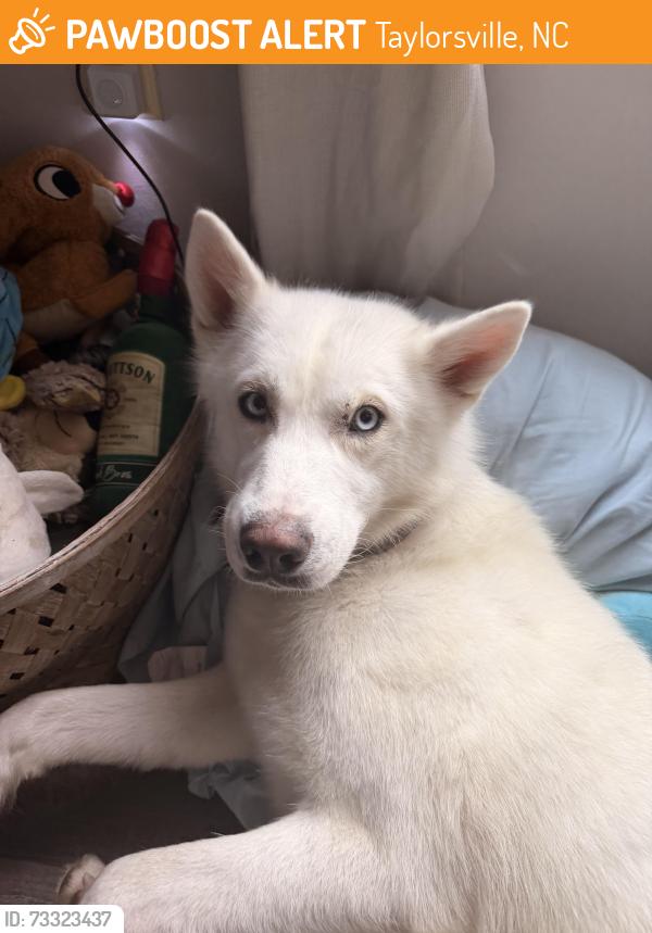 Found/Stray Male Dog last seen Near Advent Church Rd Taylorsville NC, Taylorsville, NC 28681