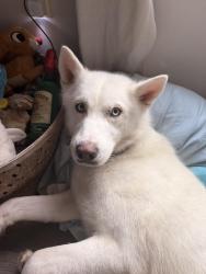 Found/Stray Male Dog last seen Near Advent Church Rd Taylorsville NC, Taylorsville, NC 28681