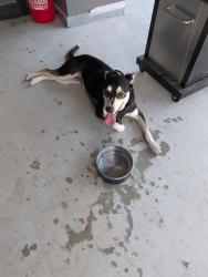 Found/Stray Female Dog last seen SE TARRANT AVE, Burleson, TX 76028