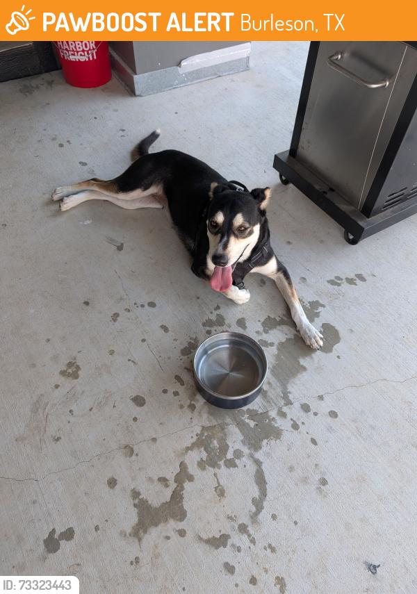Found/Stray Female Dog last seen SE TARRANT AVE, Burleson, TX 76028
