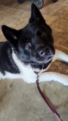 Reunited Male Dog last seen Northeast 82nd Terrace and Northeast 3rd avenue, Miami, FL 33138