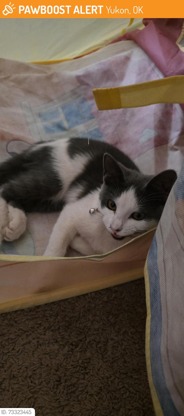 Found/Stray Female Cat last seen Garth Brooks and Vandament, Yukon, OK 73099