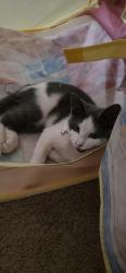 Found/Stray Female Cat last seen Garth Brooks and Vandament, Yukon, OK 73099