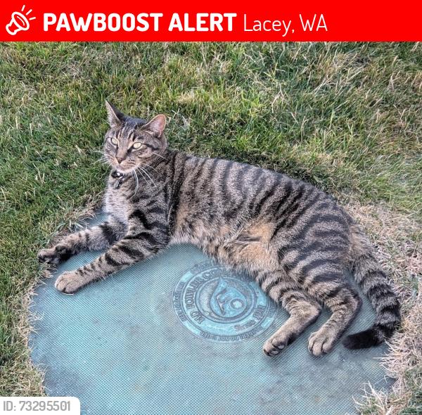 Lost Male Cat last seen Marvin RD and 50th Street, Lacey, WA 98516