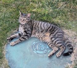 Lost Male Cat last seen Marvin RD and 50th Street, Lacey, WA 98516