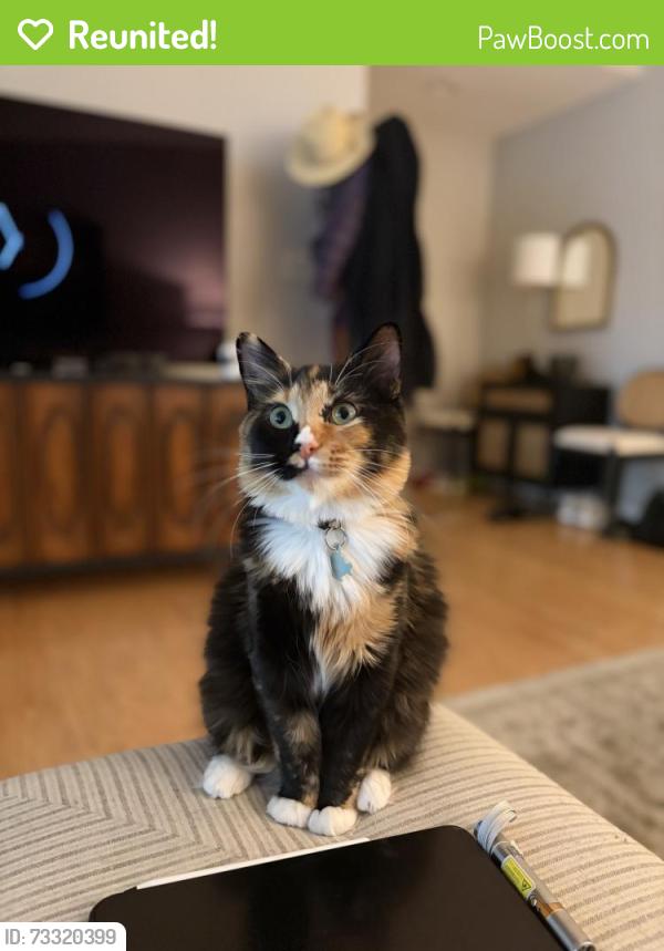 Reunited Female Cat last seen Briarwood rd and Briarwood way, Brookhaven, GA 30319