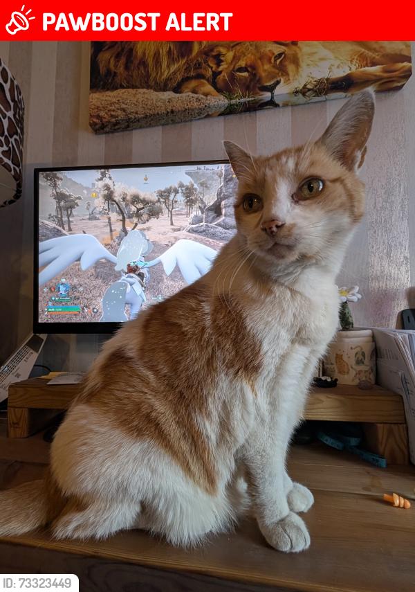 Lost Male Cat last seen Inkerman Grove, West Midlands, England WV10 0EU