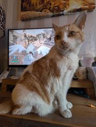 Lost Male Cat last seen Inkerman Grove, West Midlands, England WV10 0EU