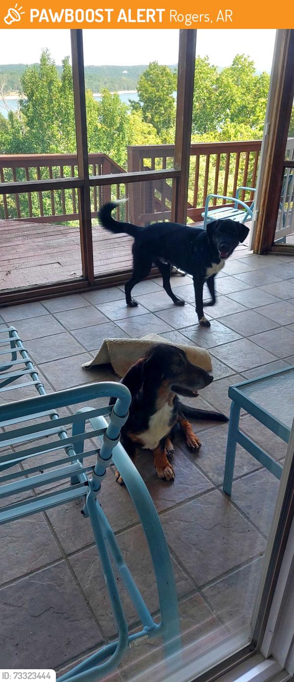 Found/Stray Male Dog last seen Serenity Point Lane and Putnam Rd Rogers, Rogers, AR 72756