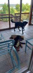 Found/Stray Male Dog last seen Serenity Point Lane and Putnam Rd Rogers, Rogers, AR 72756
