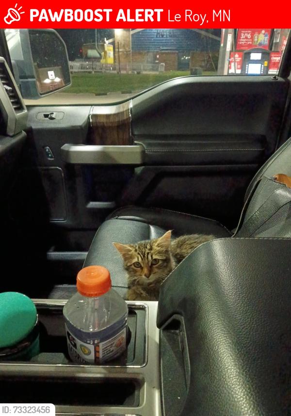 Lost Male Cat last seen Broadway and cabot, Le Roy, MN 55951