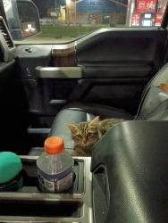 Lost Male Cat last seen Broadway and cabot, Le Roy, MN 55951