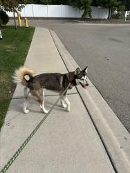 Reunited Male Dog last seen Lawson and Sylvan, Saint Paul, MN 55117