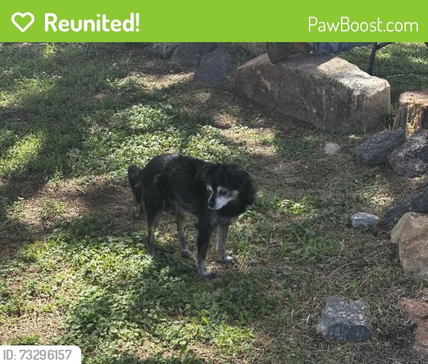 Reunited Male Dog last seen Wyoming and Indian School, Albuquerque, NM 87110