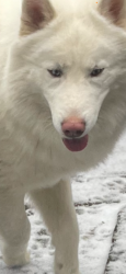 Lost Male Dog last seen Last seen on Mountain View Road Benton Tn, Polk County, TN 37307