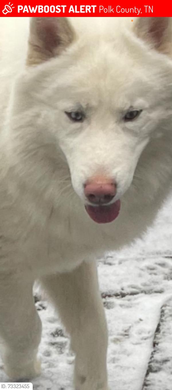 Lost Male Dog last seen Last seen on Mountain View Road Benton Tn, Polk County, TN 37307