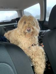 Lost Male Dog last seen McEwan, Childs Rd. & Longfellow, Lake Oswego, OR 97035