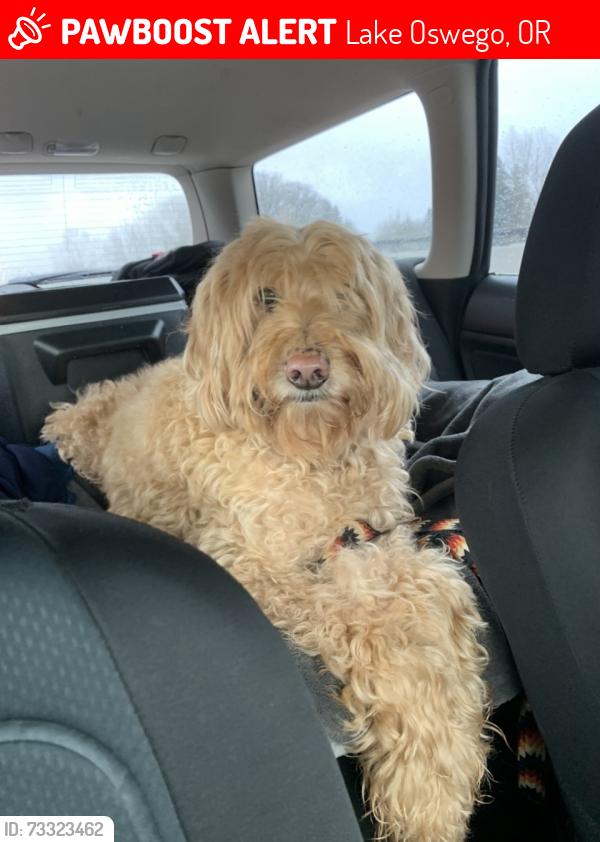 Lost Male Dog last seen McEwan, Childs Rd. & Longfellow, Lake Oswego, OR 97035