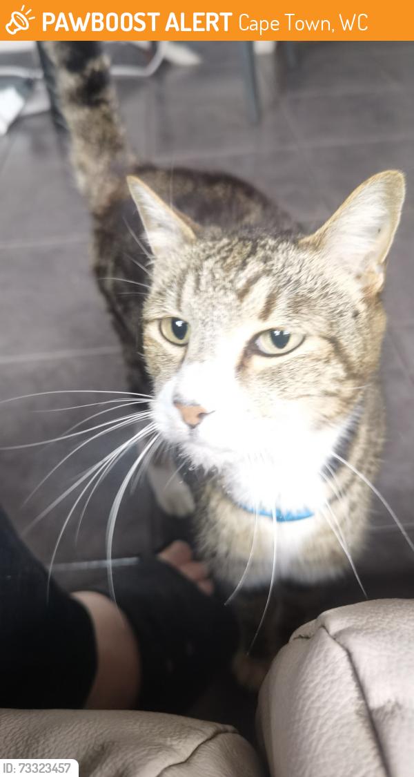 Surrendered Male Cat last seen Milton Road Goodwood, Cape Town, WC 7460