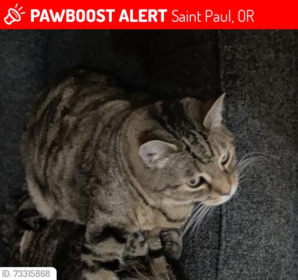 Lost Male Cat last seen Champoeg State Park, Space B-8, Saint Paul, OR 97137