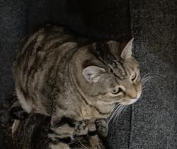 Lost Male Cat last seen Champoeg State Park, Space B-8, Saint Paul, OR 97137
