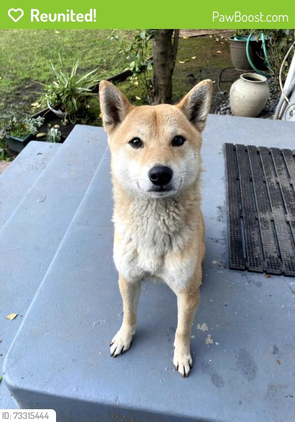 Reunited Male Dog last seen W 3rd St and Kenmore, Los Angeles, CA 90004