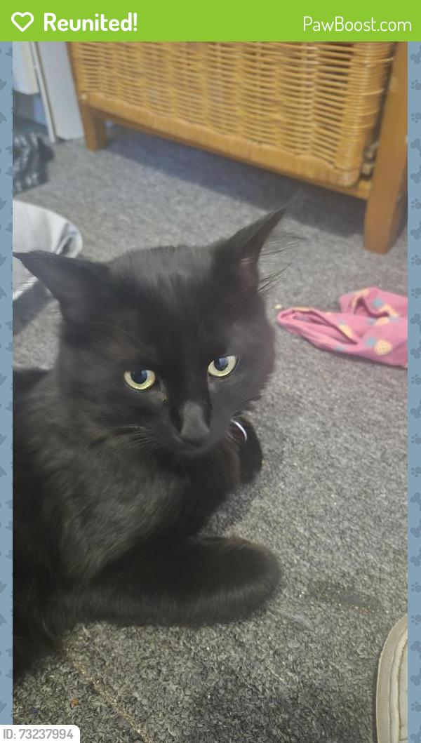 Reunited Male Cat last seen Near 88st Fort Saskatchewan, AB, Fort Saskatchewan, AB T8L 1H3
