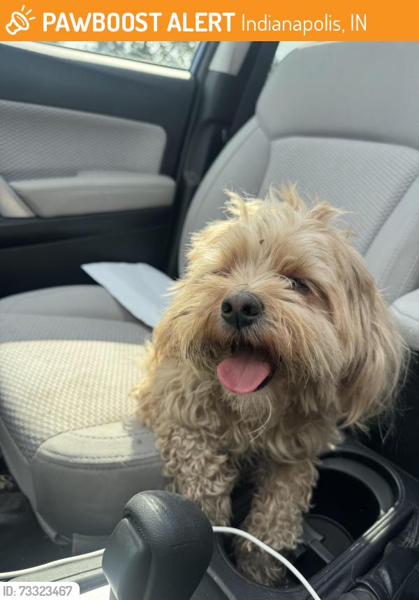 Found/Stray Male Dog last seen Shelby street and southern avenue, Indianapolis, IN 46203