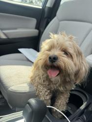 Found/Stray Male Dog last seen Shelby street and southern avenue, Indianapolis, IN 46203